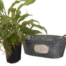 Load image into Gallery viewer, Jardin Metal Planter French shabby chic buy now at Vivre, Nelson, NZ
