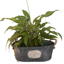 Load image into Gallery viewer, Jardin Metal Planter French shabby chic buy now at Vivre, Nelson, NZ
